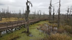 Wayside Swamp