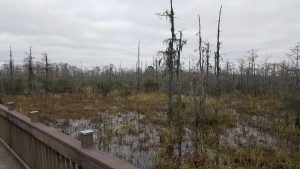 Wayside Swamp
